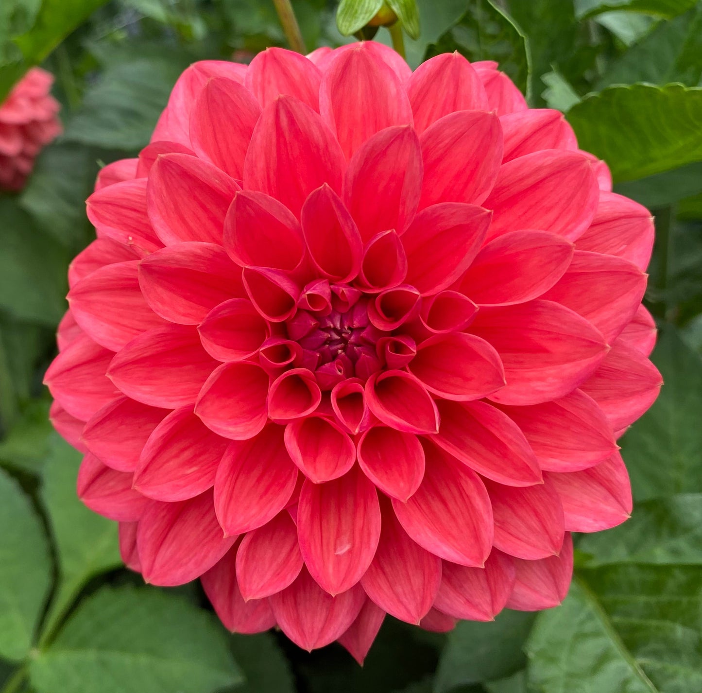 Bloomquist Curt - Tuber