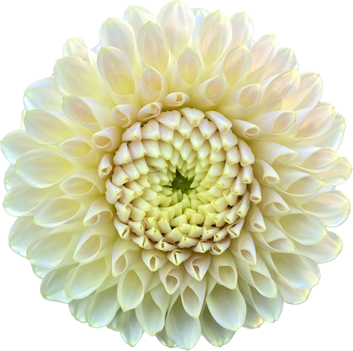 Skipley Moonglow - Tuber