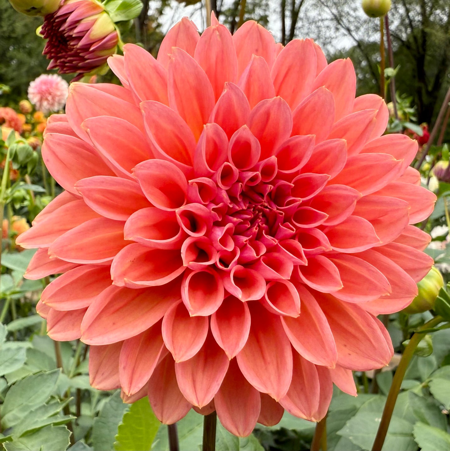 Lee’s Pineberry Trifle
