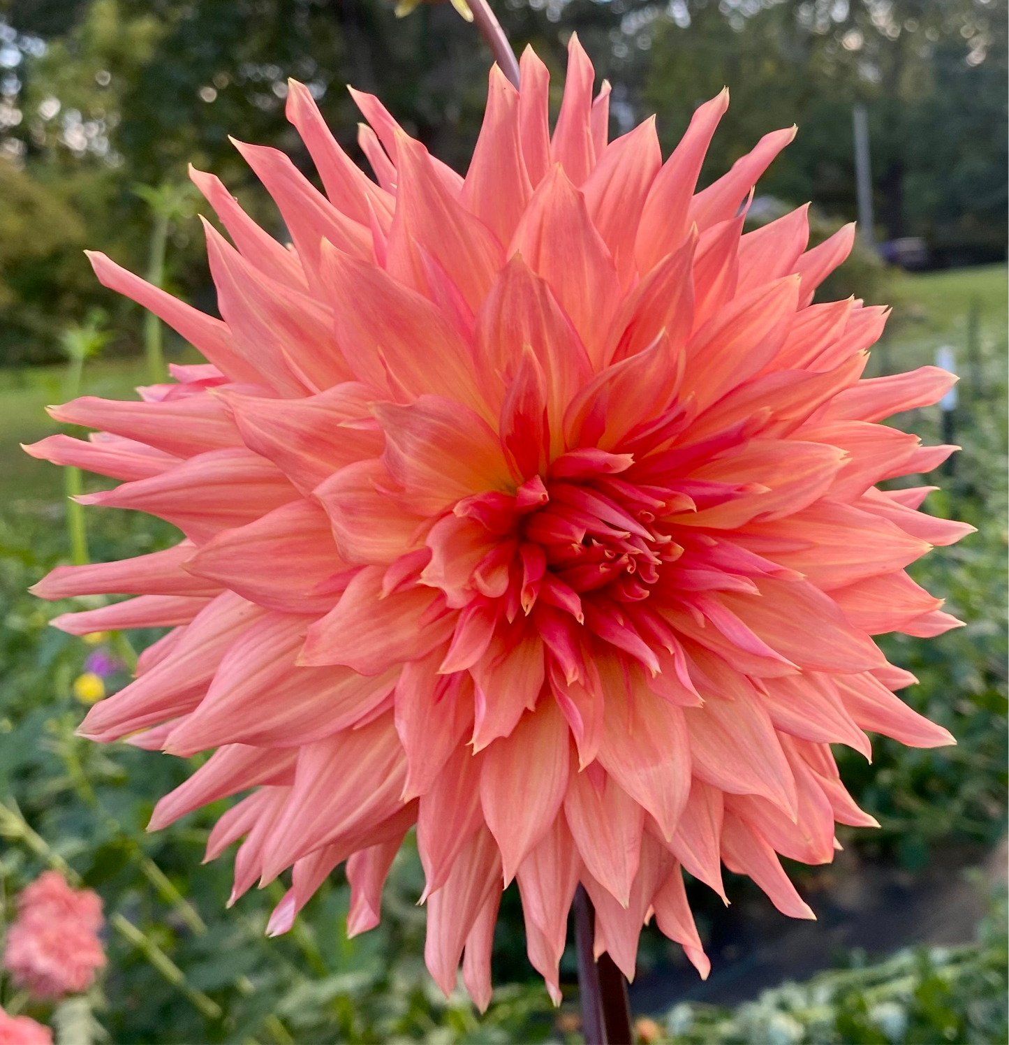Bloomquist Peach Sorbet - Tuber