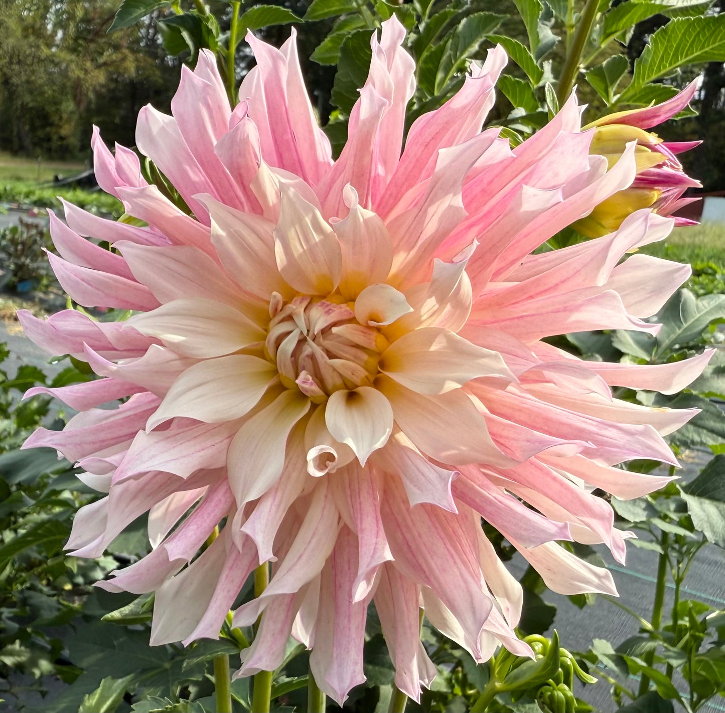 SF Madelouie - Tuber