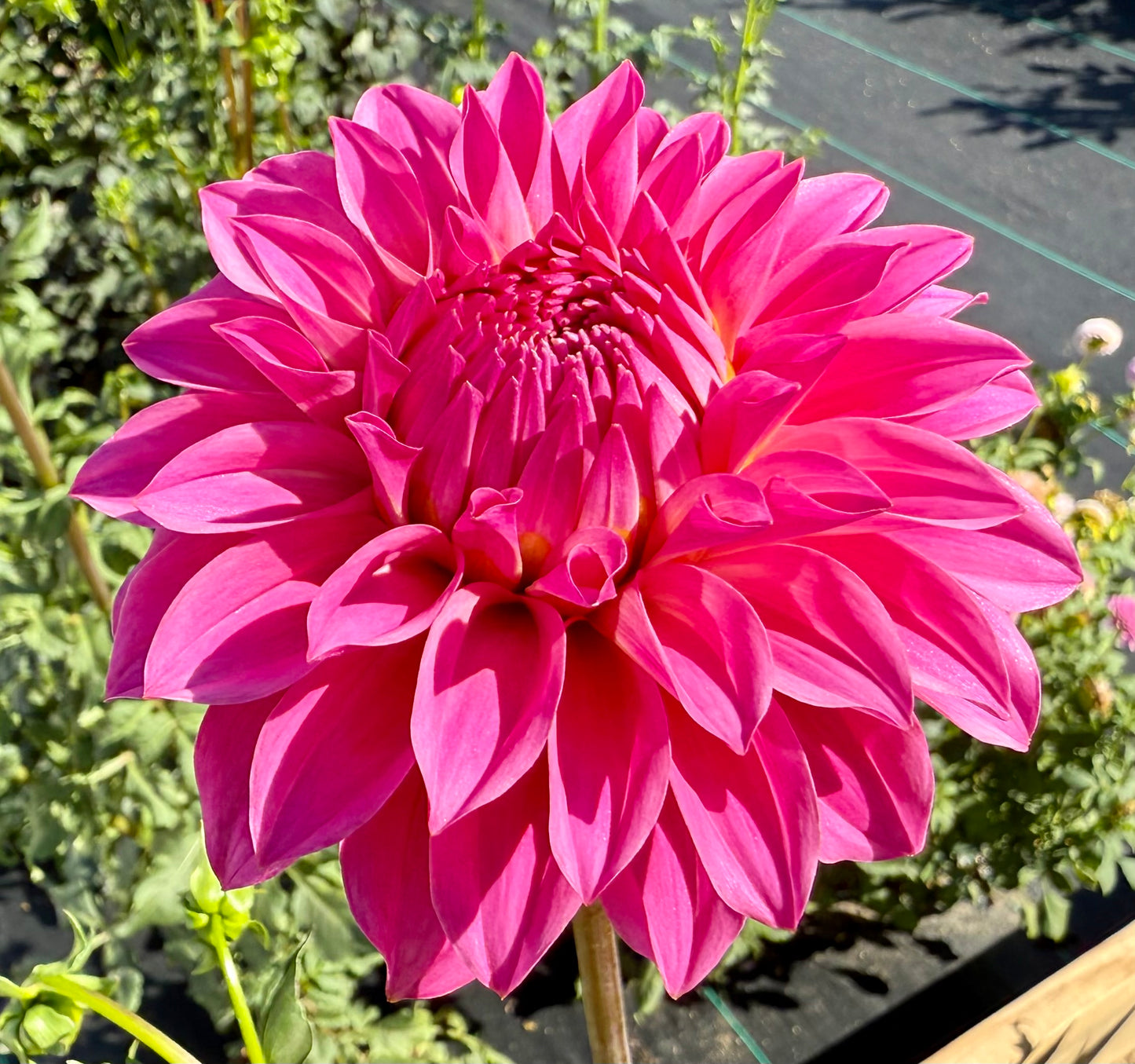 River’s Bubble Gum - Tuber