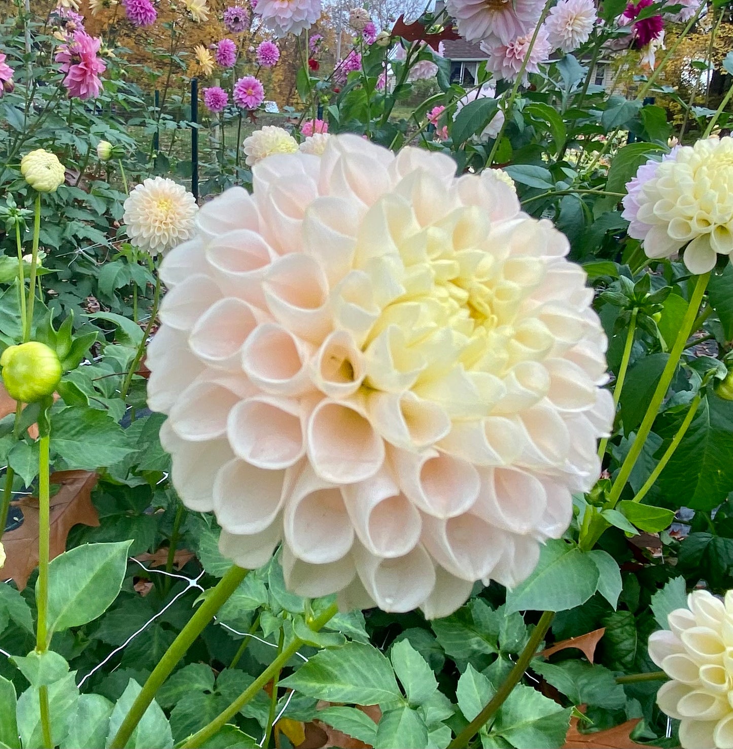 Hollyhill Pollyanna - Tuber