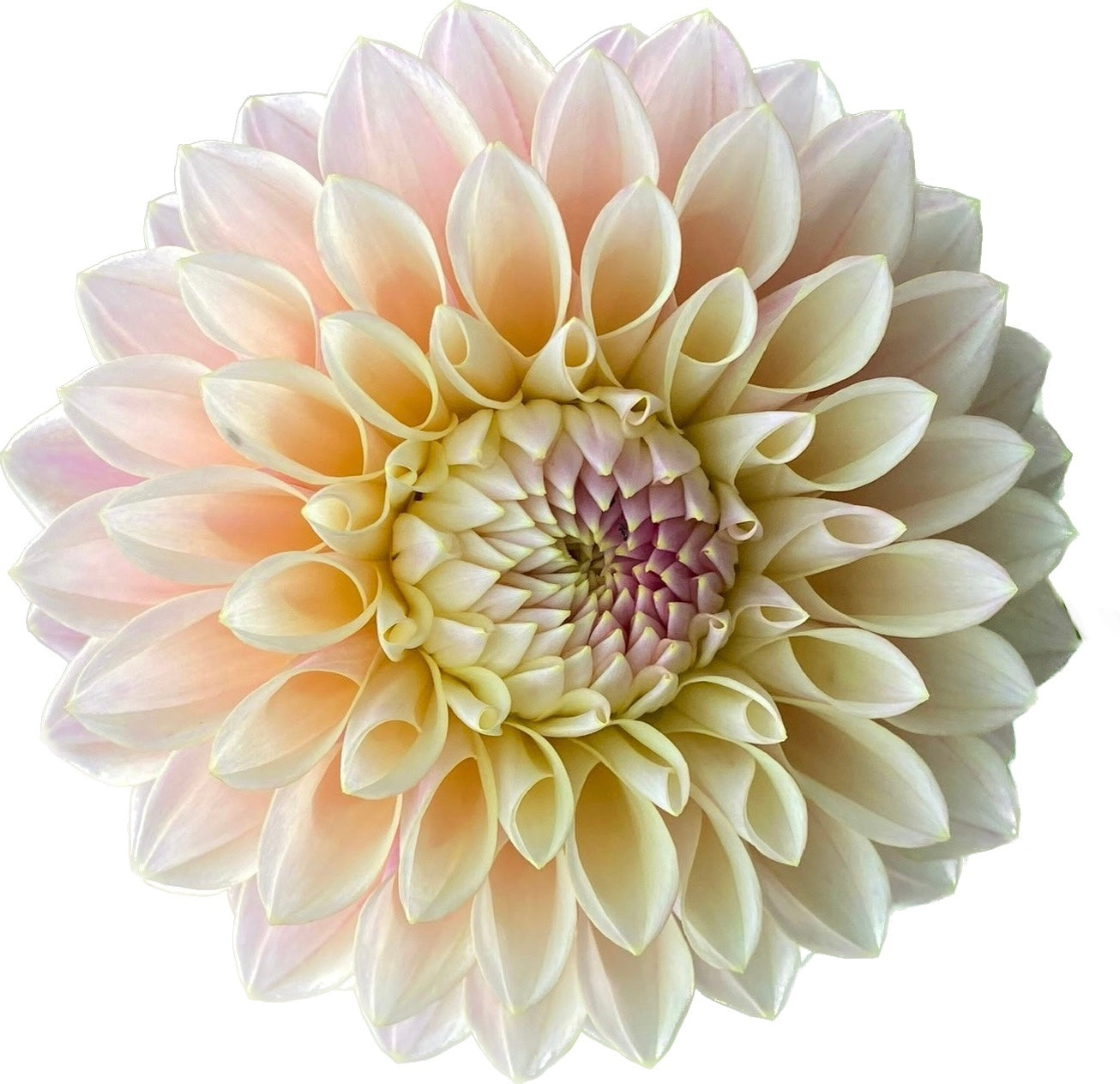 Castle Drive - Tuber