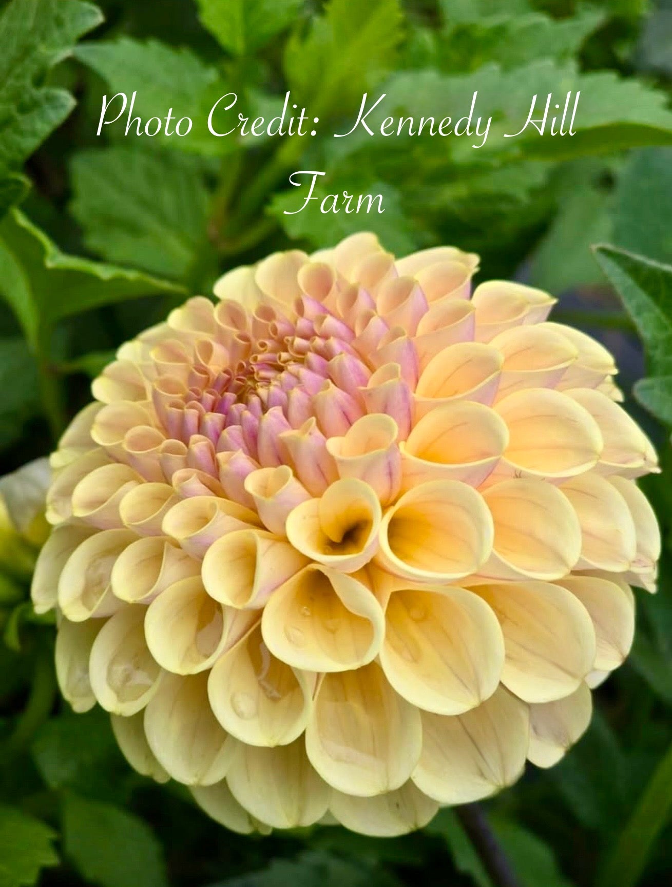 20th Ave Gwen - Tuber