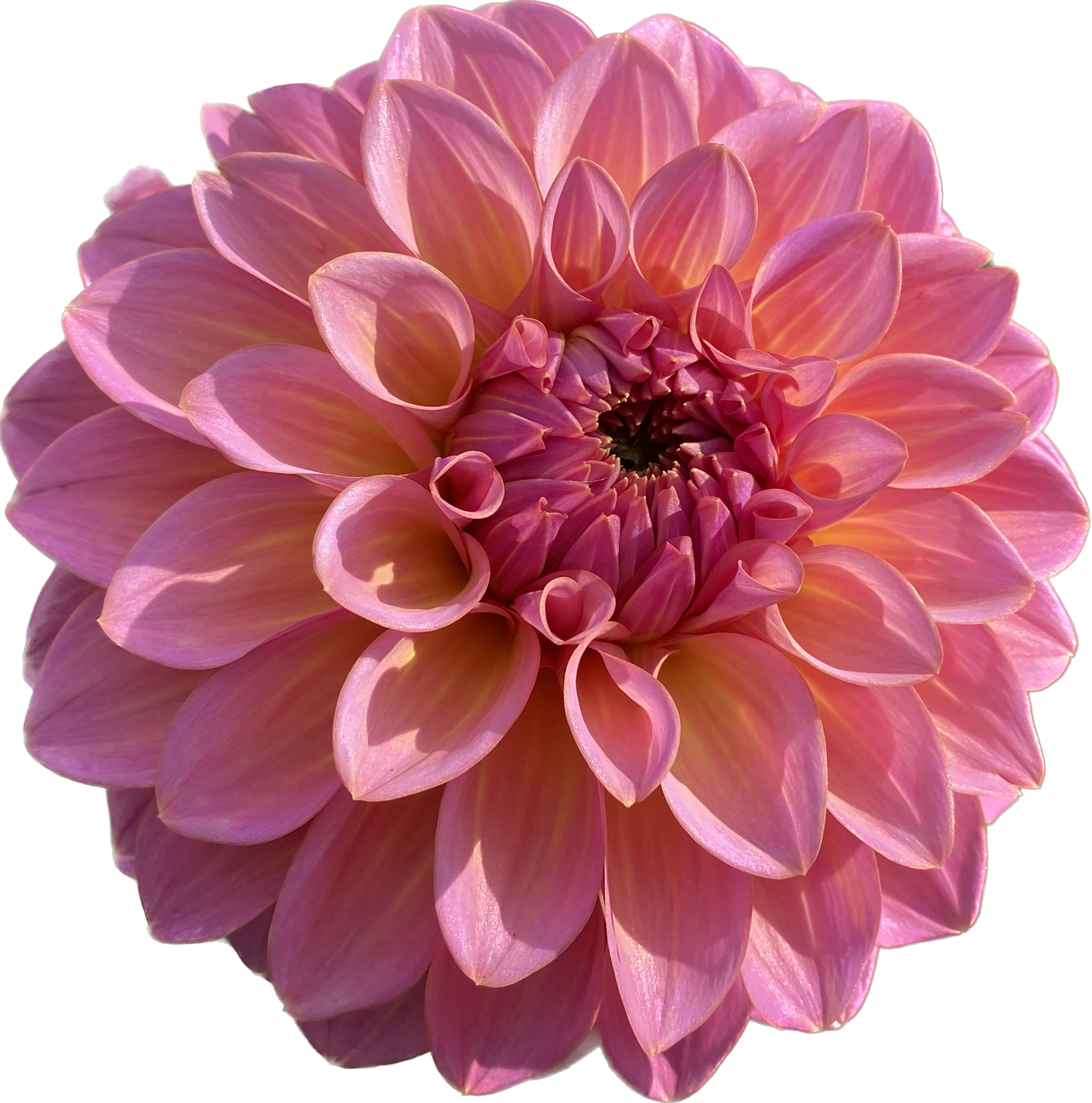 Bloomquist Dave - Tuber