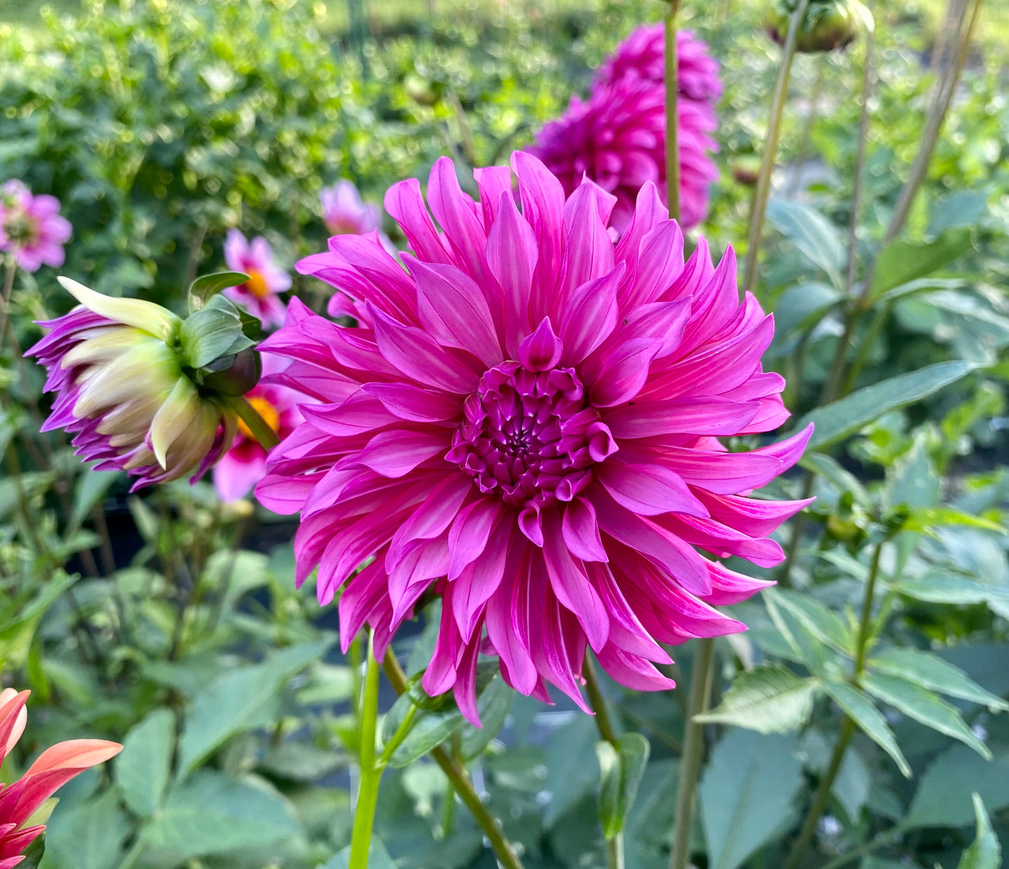 Bloomquist Pinwheel - Tuber