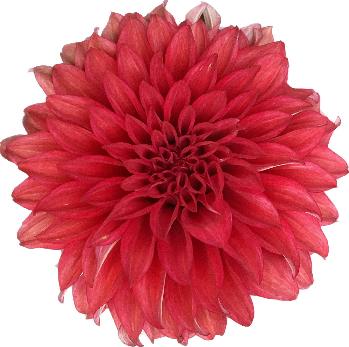 Bloomquist Jana - Tuber