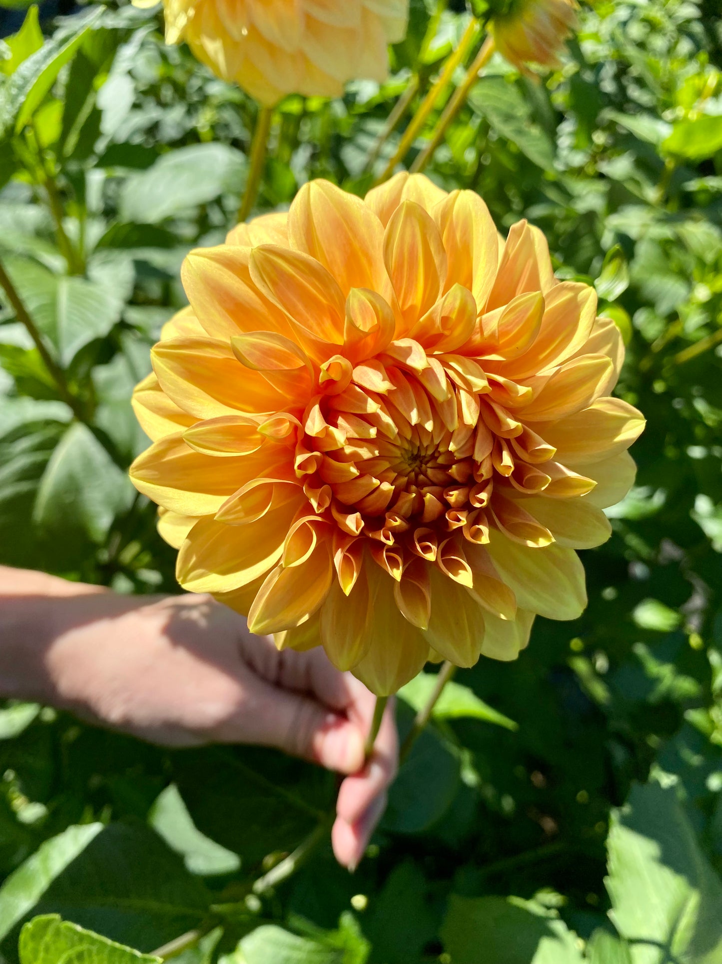 Bracken Sarah - Tuber
