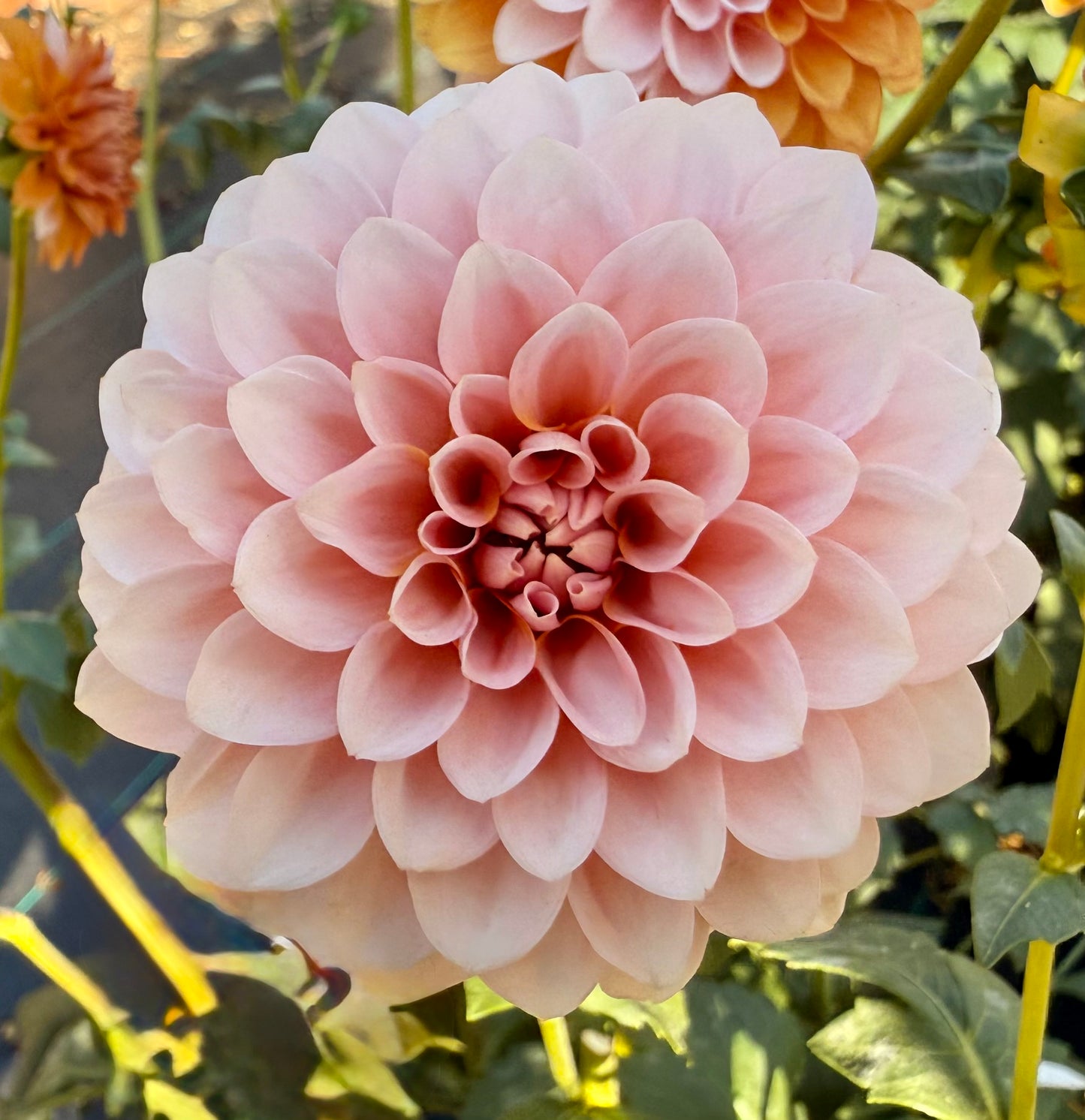 Bell’s Sienna Rose - Tuber