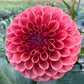 Ferncliff Kathleen - Tuber