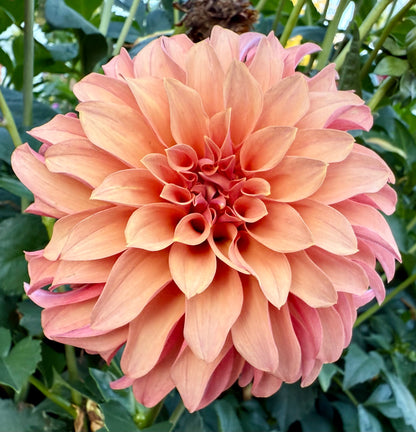 River’s Can’t Elope - Tuber