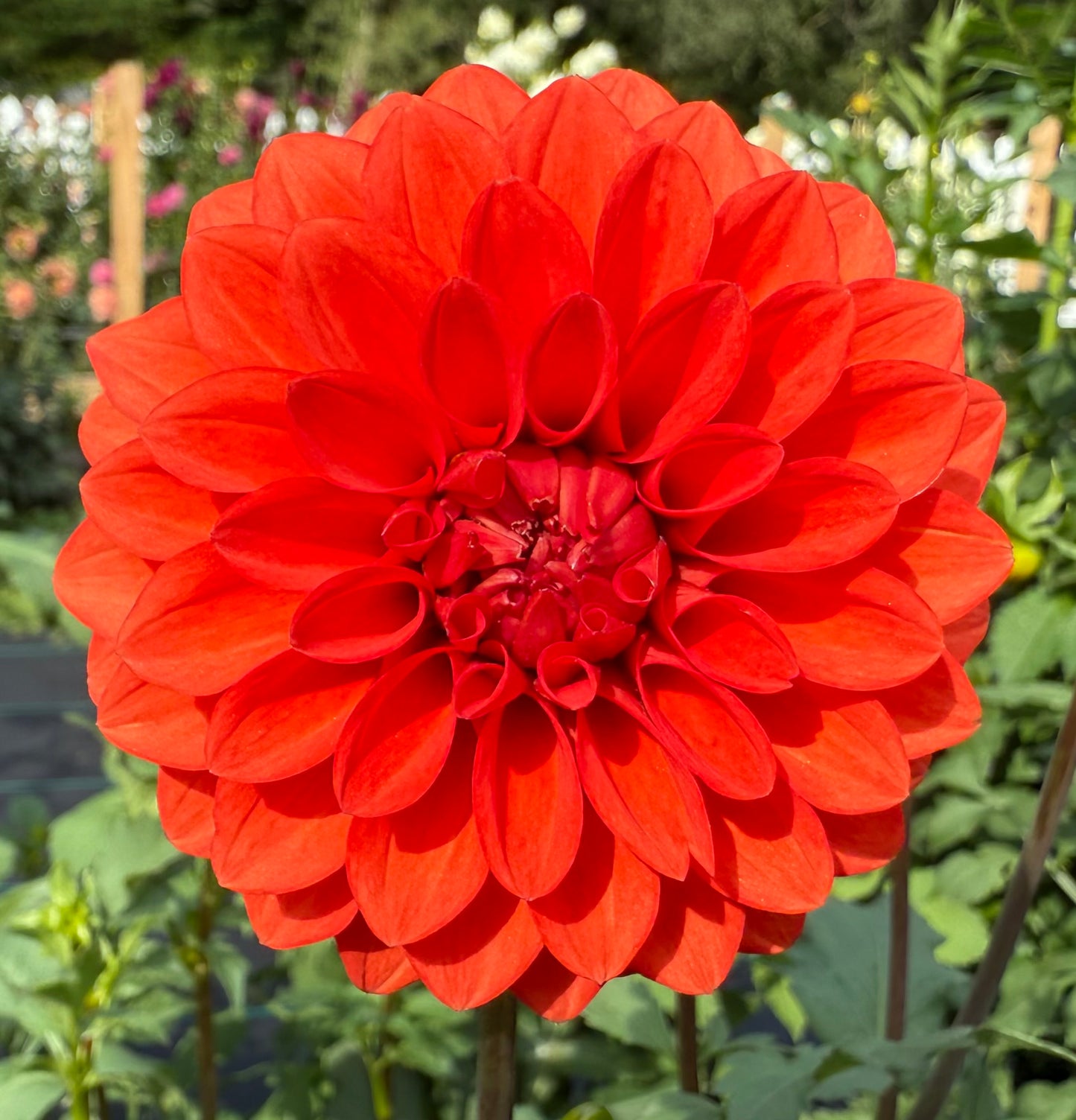 WB’s Molten Lava - Tuber