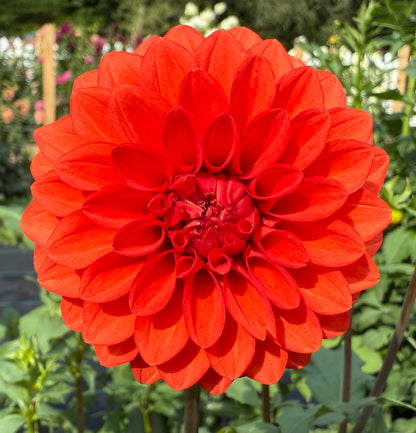 WB’s Molten Lava - Tuber