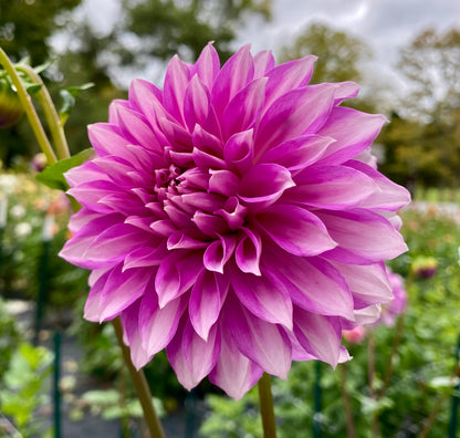 WB’s Misbehavin’ - Tuber