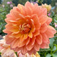 Sandia Susan - Tuber
