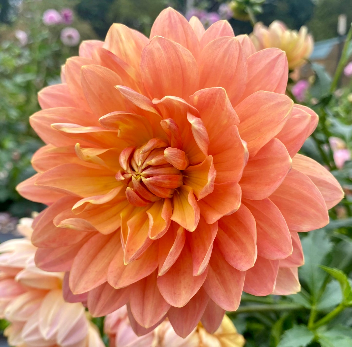 Sandia Susan - Tuber