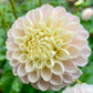 Hollyhill Pollyanna - Tuber