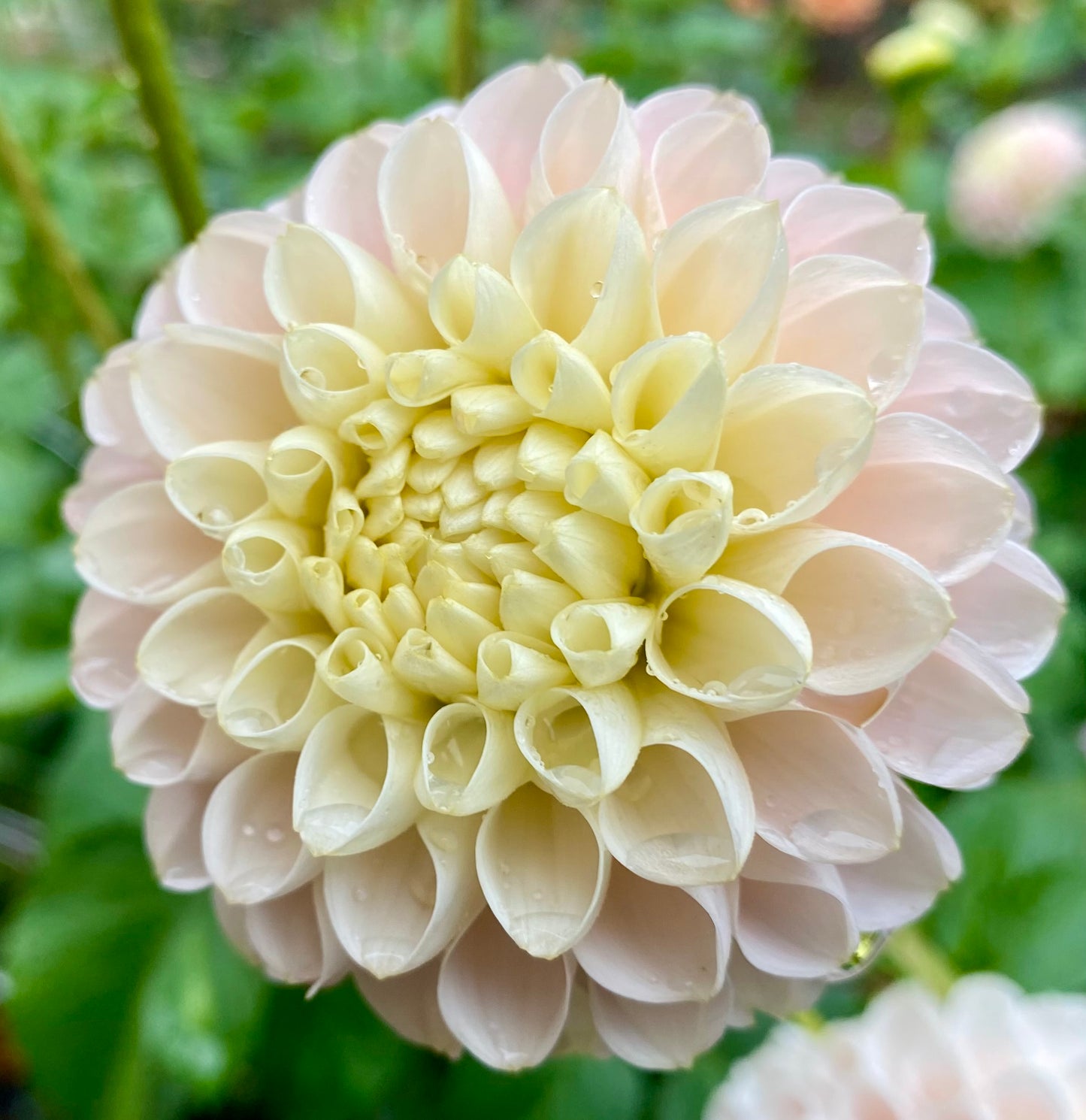 Hollyhill Pollyanna - Tuber