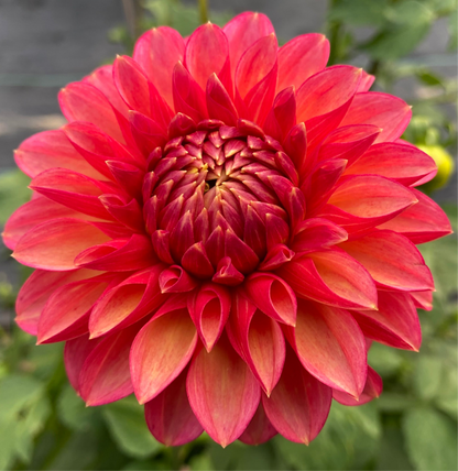 Camano Mystery - Tuber