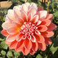 Lee’s Pineberry - TUBER