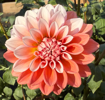 Lee’s Pineberry Trifle