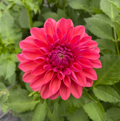 Bloomquist Curt - Tuber