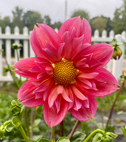 Bloomquist Simple - Tuber