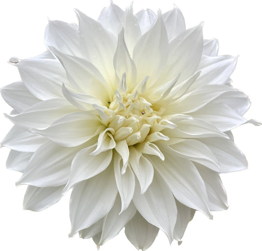 Sheila Mooney - Tuber