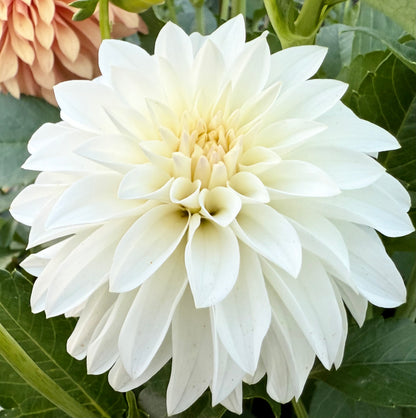 River’s Crystal - Tuber