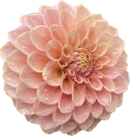 Rock Run Ashley - Tuber