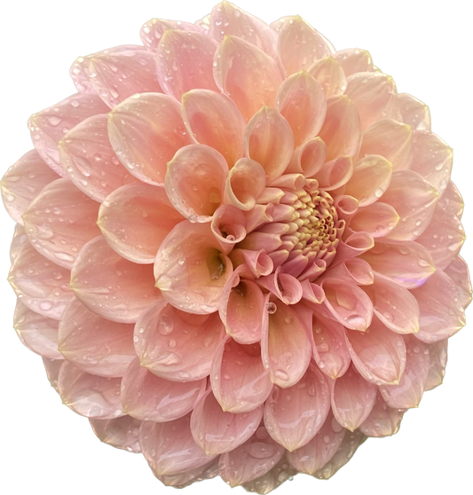 Rock Run Ashley - Tuber