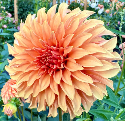 River’s Can’t Elope - Tuber