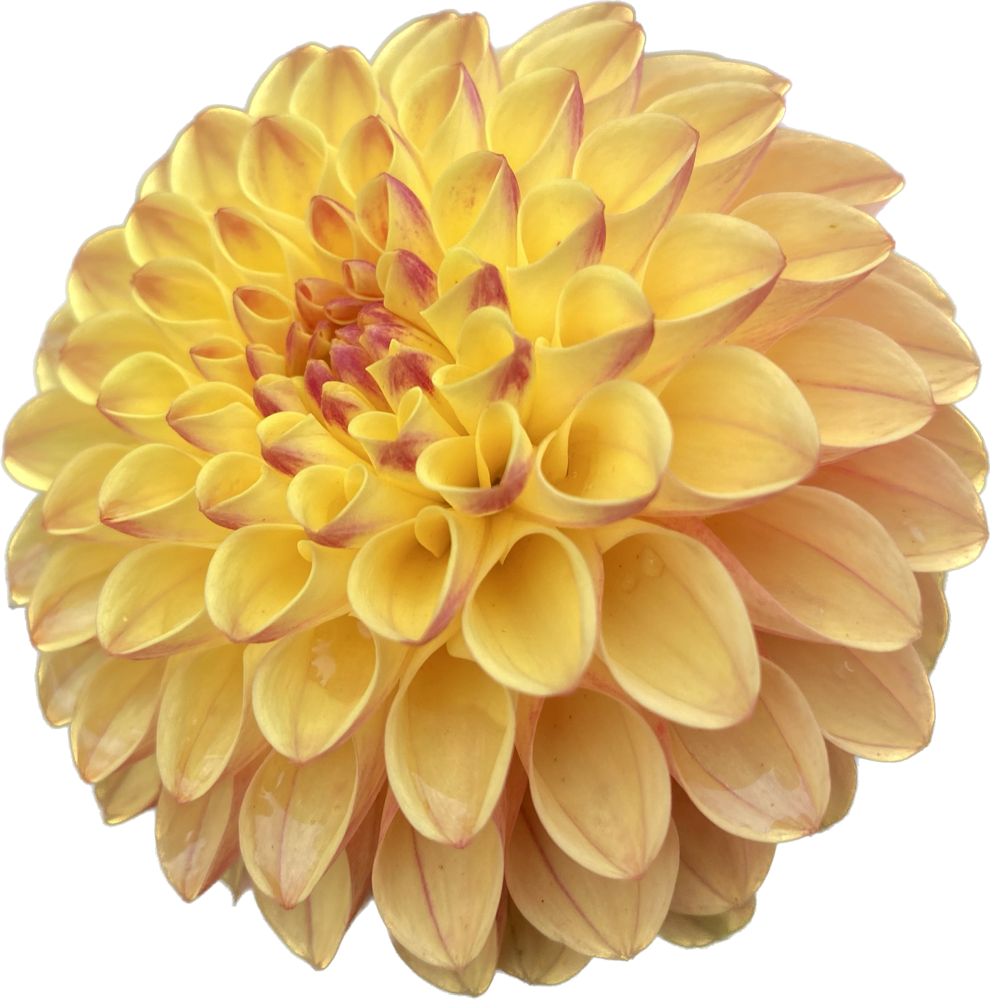 Clearview Butterscotch - Tuber