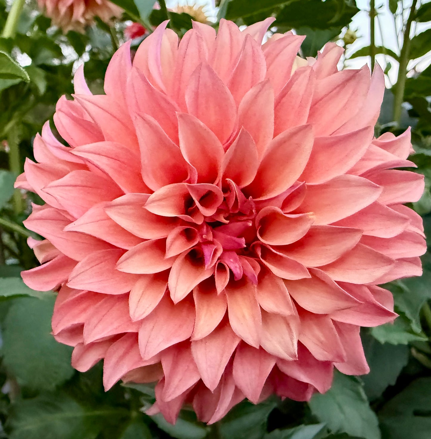 River’s Can’t Elope - Tuber