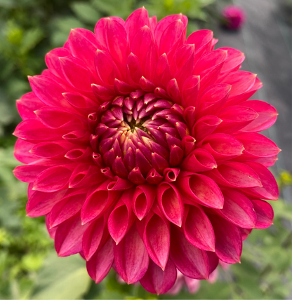 Camano Mystery - Tuber