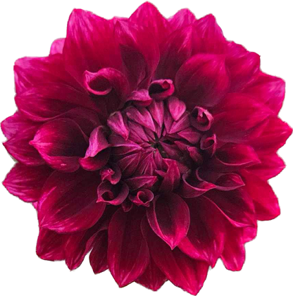 Bloomquist York - Tuber