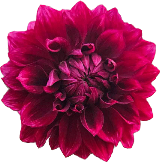 Bloomquist York - Tuber