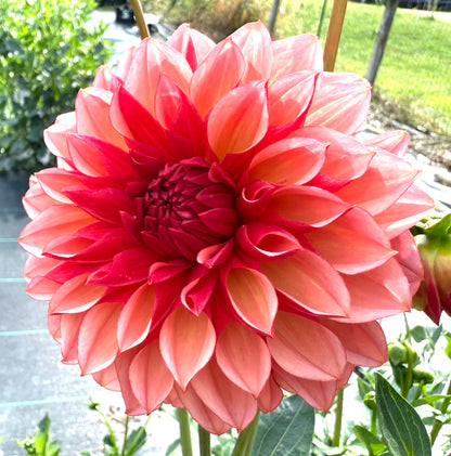 Peach Macaron (Japan variety) - Tuber