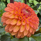 Clearview Butterscotch - Tuber