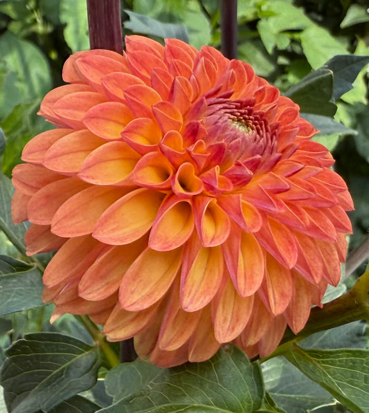 Clearview Butterscotch - Tuber