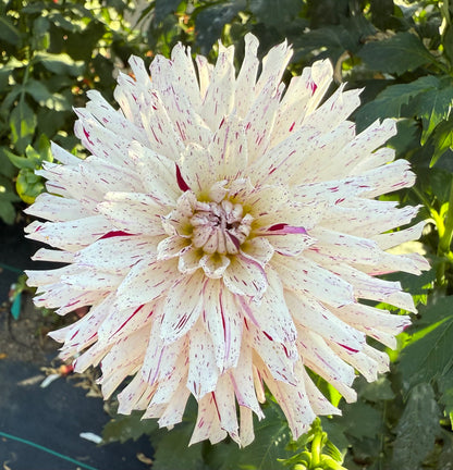 River’s Ripple - Tuber