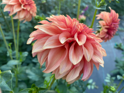 Bloomquist Pleasing - Tuber