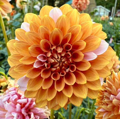 Bell’s Sienna Rose - Tuber