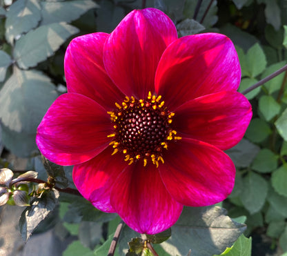 Bloomquist Rich Color - Tuber