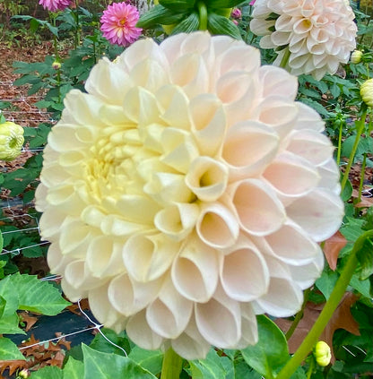 Hollyhill Pollyanna - Tuber