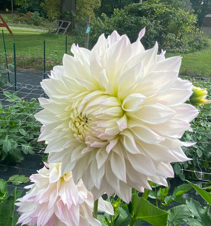 Bloomquist Compare - Tuber