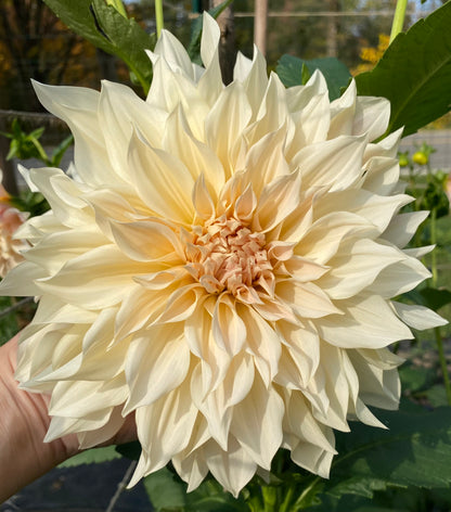 Cafe au Lait - Tuber