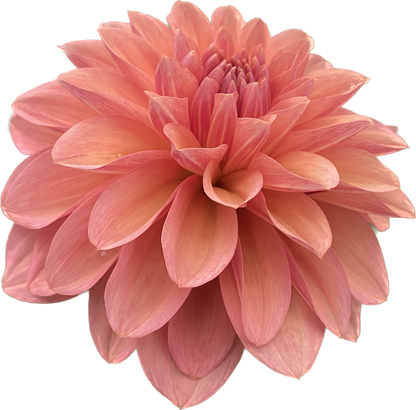 Bloomquist Philly - Tuber