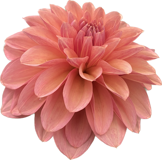 Bloomquist Philly - Tuber